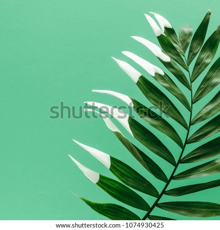 Green tropical palm leaf with white paint  on pastel background. Minimal summer exotic concept.