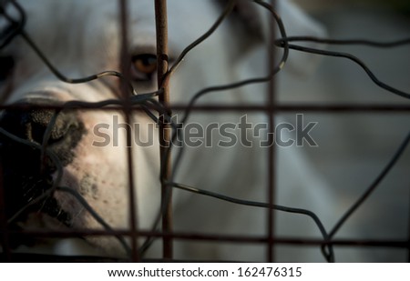 Caged dog. Sad dog looking through cage