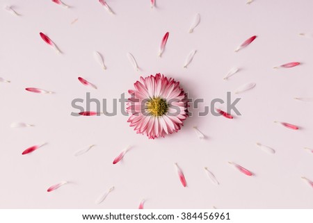 Daisy flower with petals. Blooming concept. Flat lay.