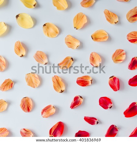 Colorful bright pattern made of tulip flower petals. Flat lay.