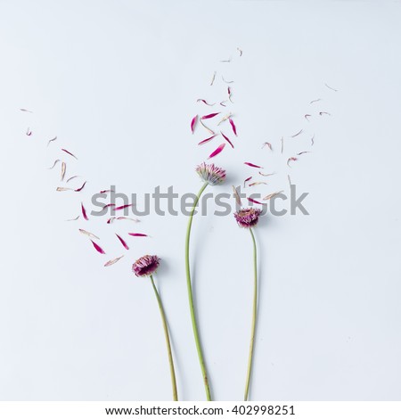 Three pink flowers with petals blown off on white background. Flat lay.