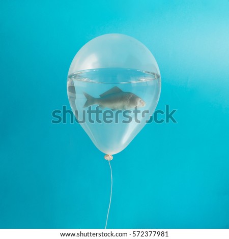 Fish in balloon with water. Creative minimal concept.