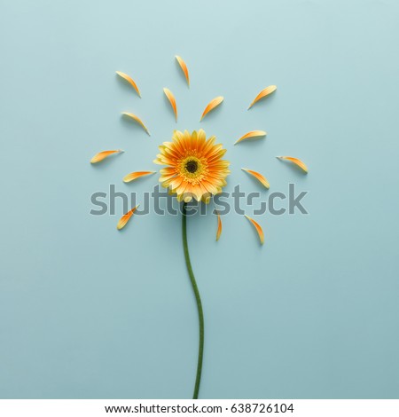 Yellow flower on bright blue background with petals. Emotion concept. Summer flat lay.