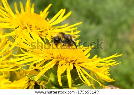 An insect collects nectar from the flower of melliferous herb in summer