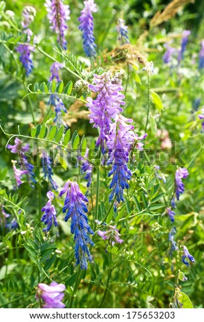 Jungles of plant with inflorescences of purple flowers on a background a green grass