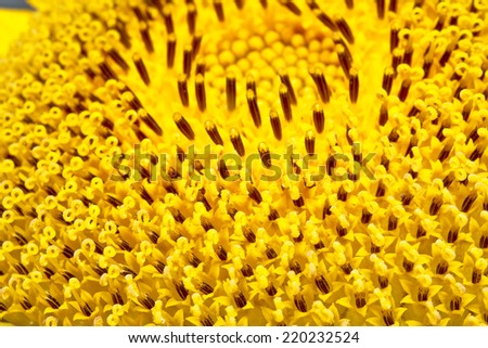 Blooming decorative plant sunflower, background from stamens