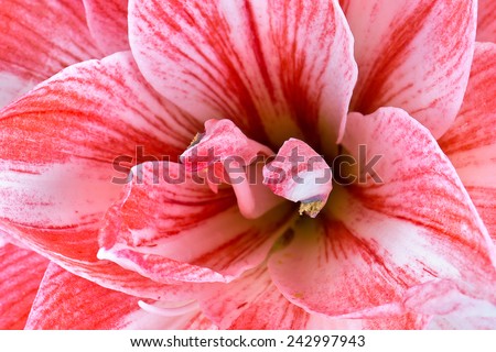 Flowering indoor flower Hippeastrum terry  close-up, macro