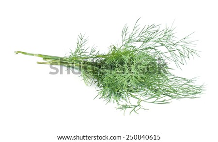A plant is a dill, it is isolated on a white background