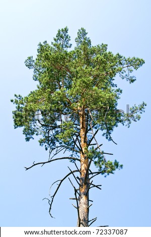 Crown of pine-tree