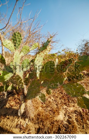 flat cactus with long thorns growing on dry land, among the dry plants and sand