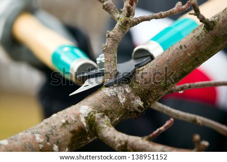 Man with gloves is cutting branches from tree, trimming