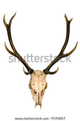 horns of deer