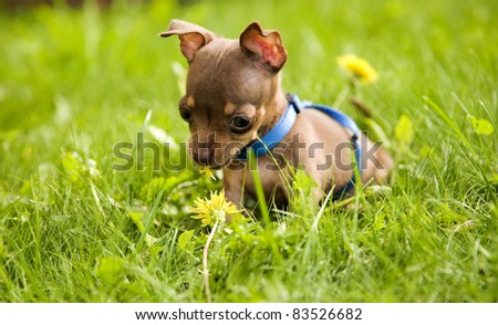 Little dog called toy terrier is playing in green grass