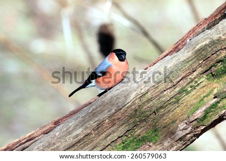 Bullfinch Pyrrhula pyrrhula a song bird or passerine of the finch family found in hedgerow and woodland