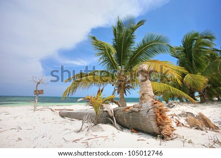 beautiful tropical beach with coconut palm trees, coconut palm tree on a beach, tropical coast