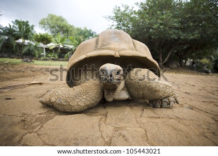 Big Seychelles turtle, Giant tortoise,
