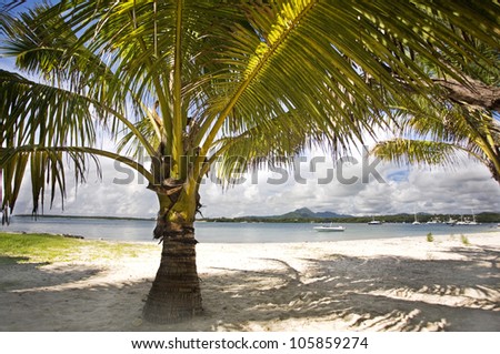 tropical beach at Mauritius, large palm tree in the foreground , summer day