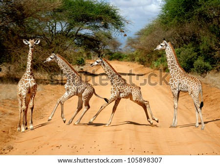 motion study of a baby giraffe (Giraffa camelopardalis) on the Tsavo East National Reserve safari in Kenya