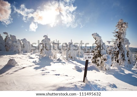 Frozen trees in the winter forest, Beautiful winter landscape with snow covered trees, sun and blue sky