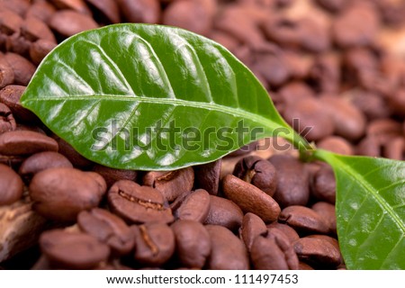 coffee beans with fresh coffee plant