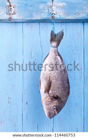 Fresh sea bream is hanging headlong on a hook on a blue wooden board, fresh fished, catch the fish