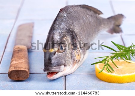Fresh sea bream with lemon and rosemary and a knife, Gilt-head bream on a blue tiled table, ready to cook