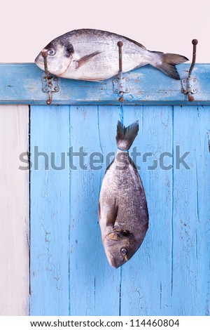 Fresh sea bream is hanging headlong on a hook on a blue wooden board, fresh fished, catch the fish