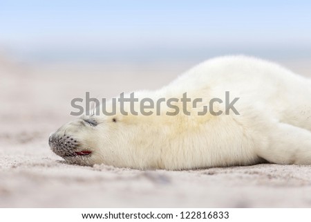 a new born white grey seal baby sleeps at the beach, with blurred natural background