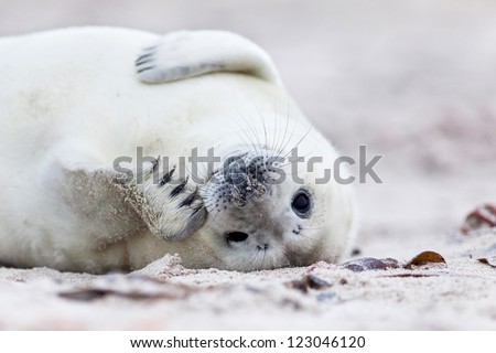 a white grey seal baby looks inquisitively at the beach with big opened eyes