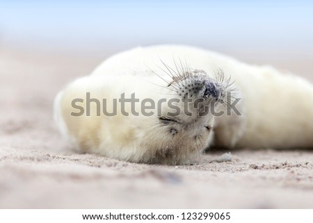 a new born white grey seal baby relaxing at the beach with blurred natural background, sleeps