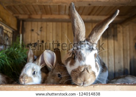 Young rabbits with mother popping out of a hutch (European Rabbit - Oryctolagus cuniculus)