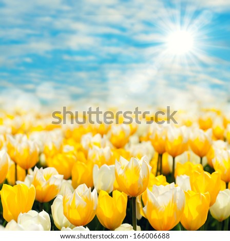 fresh yellow tulips in spring with blue sky and sunshine
