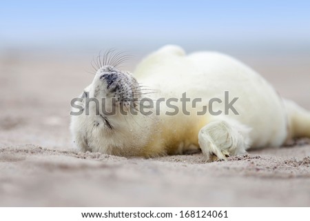 wild life - sleeping grey seal baby at the beach