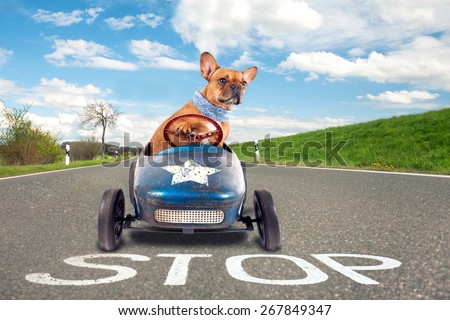 dog (French bulldog) driving a toy car, dog enjoys a a ride in his blue old car