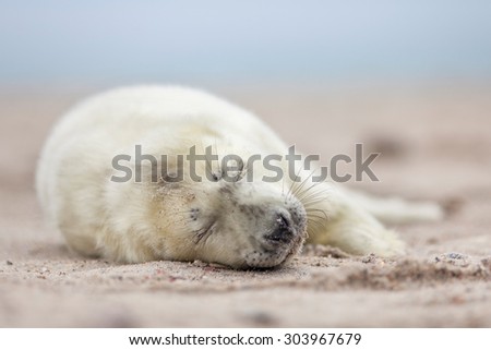 a new born white grey seal baby sleeps at the beach, with blurred natural background