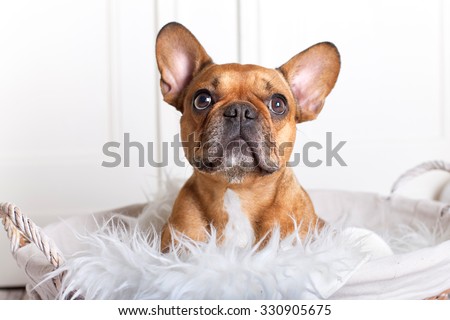 french Bulldog Puppy in a wicker basket with fluffy blanket