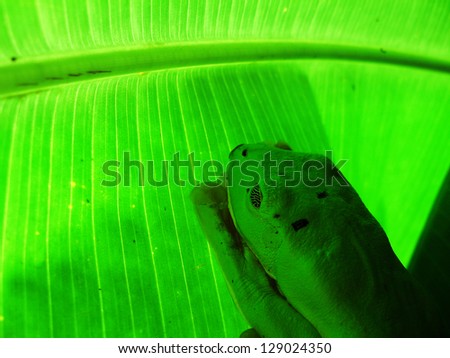 Sleeping frog -Agalychnis callidryas- in camouflage mode on leaf