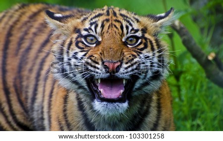 The Happy Tiger Cub
