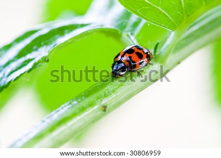 Lady bug and plant louse