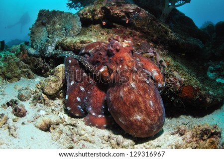 Two big octopuses are sitting on a coral reef, one of them touches the other by its tentacle, with a diver watching them in a distance, Balicasag, Philippines
