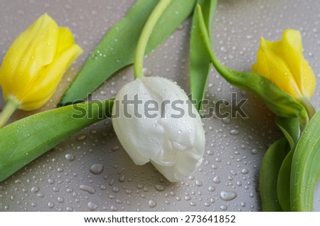 White and yellow Tulips with water drops on silver background