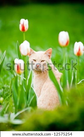 Funny cat outside in the tulips field
