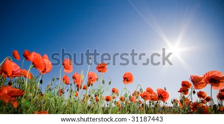 Beautiful poppy field, panoramic shot