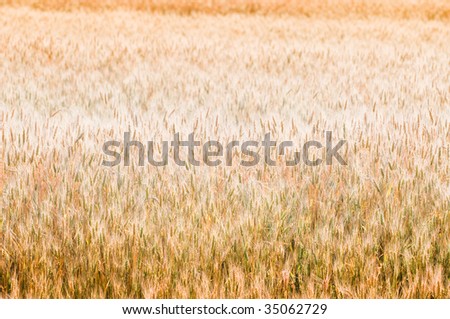 Beautiful golden wheat background, selective focus