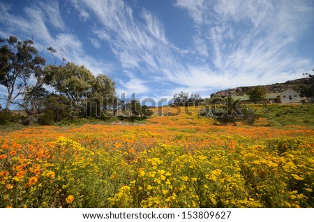 West Coast Flowers, South Africa