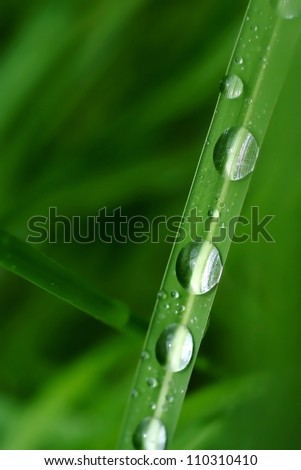 Dew drop on the grass after raining