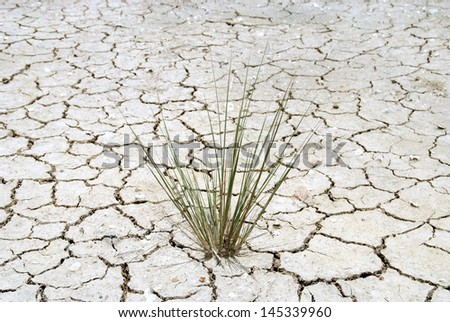 Little grass try to be alive on a cracked soil