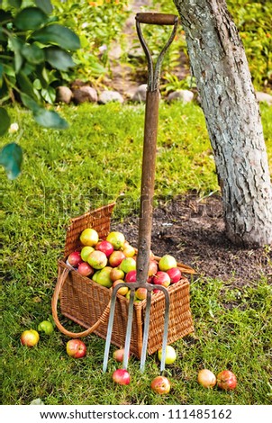 Pitchfork beside basket wicker basket of fruit in garden