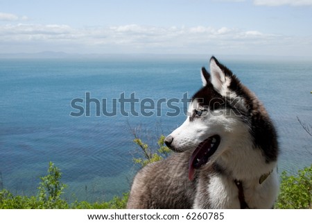 Dog near ocean