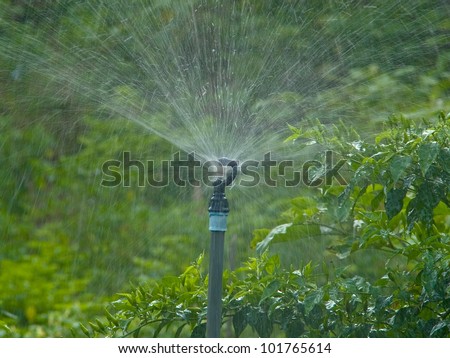 Sprinkler for agricultural watering system.